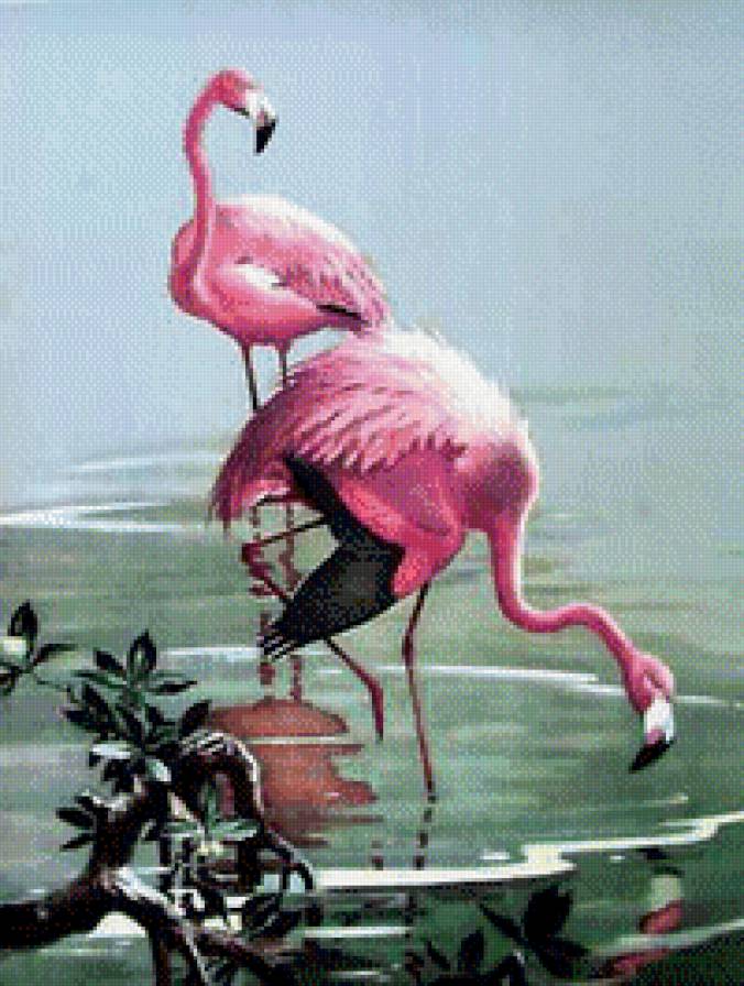 фламинго - птицы - предпросмотр