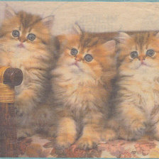 Схема вышивки «котенок»