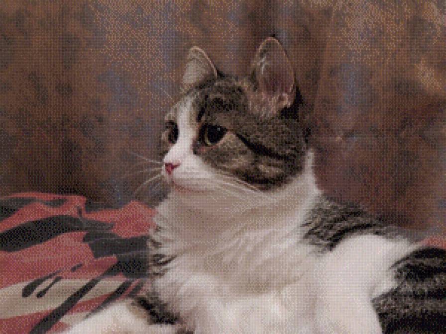 Симона - животные - предпросмотр