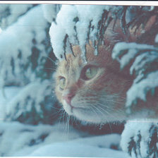 рыжий кошка