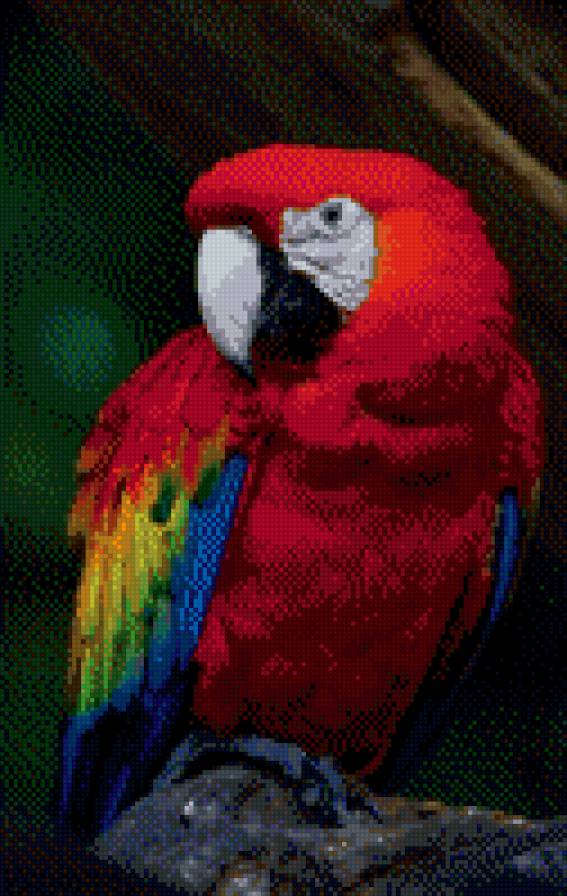 попугай - предпросмотр