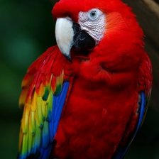 Схема вышивки «попугай»