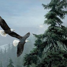 орлиный полет