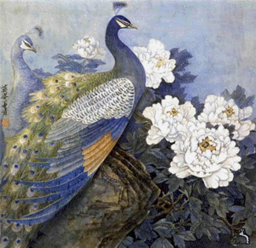 павлины - птицы - предпросмотр