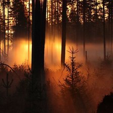 Схема вышивки «Лес»