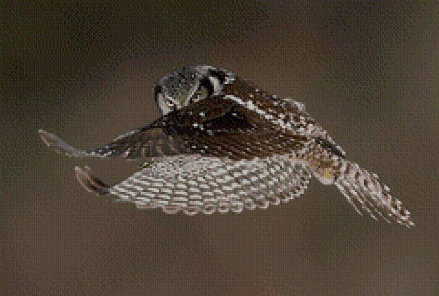 Сова в полете - сова, птицы - предпросмотр