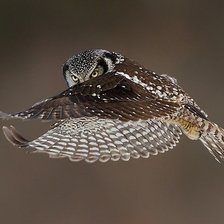 Схема вышивки «Сова в полете»