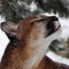 Схема вышивки «"Дикая,свободная..."»