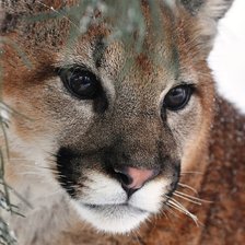 Схема вышивки «"Дикая,свободная..."»