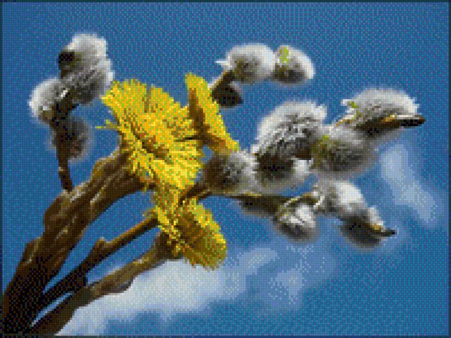 ВЕРБА - квіти - предпросмотр