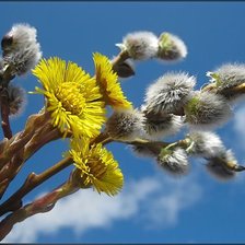 Схема вышивки «ВЕРБА»