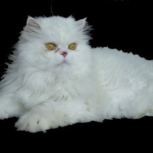 Схема вышивки «Пушок»