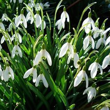 Схема вышивки «ПІДСНІЖНИКИ»