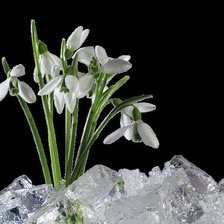 ПІДСНІЖНИКИ