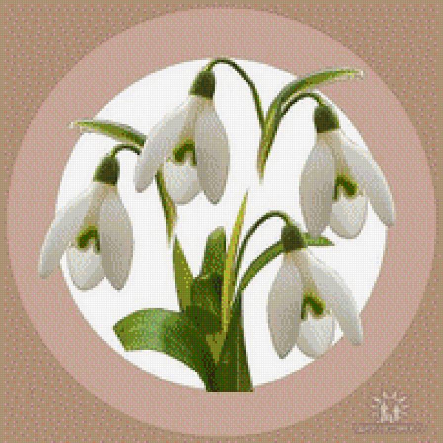 ПІДСНІЖНИКИ - квіти - предпросмотр