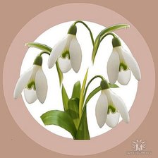 Схема вышивки «ПІДСНІЖНИКИ»