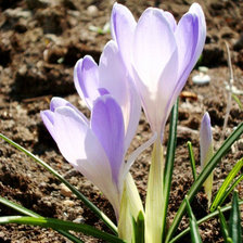 Схема вышивки «КРОКУСИ»