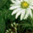 Предпросмотр схемы вышивки «Полевые ромашки.» (№614660)