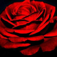 Схема вышивки «роза»