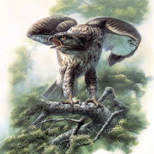 Схема вышивки «орел»