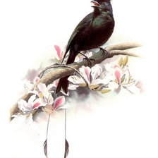 Схема вышивки «птичка»