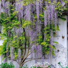 Схема вышивки «№615090»