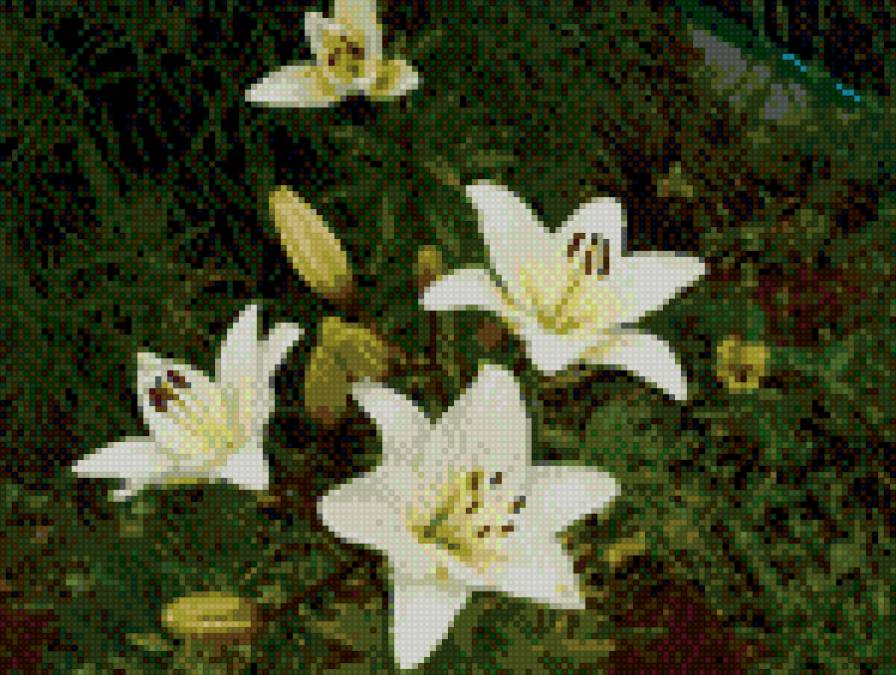 лилии - предпросмотр