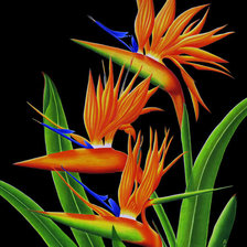 Схема вышивки «петушки»