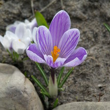 Схема вышивки «КРОКУСИ»