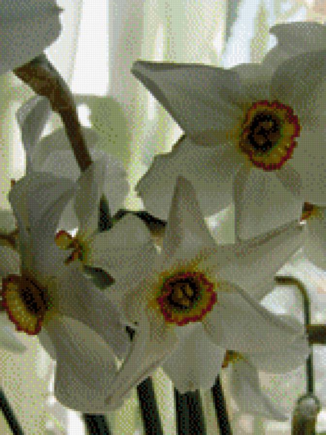 НАРЦИСИ - квіти - предпросмотр