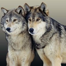 Схема вышивки «волки»