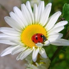 Схема вышивки «божья коровка»