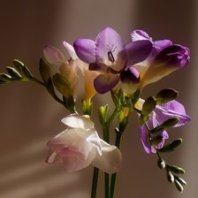 Схема вышивки «ФРЕЗІЯ»