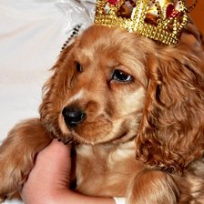 Ну и чем я не прынц...