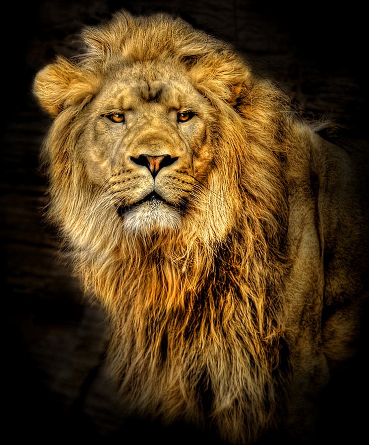 Лева - животные, хищник, лев, большие кошки - оригинал