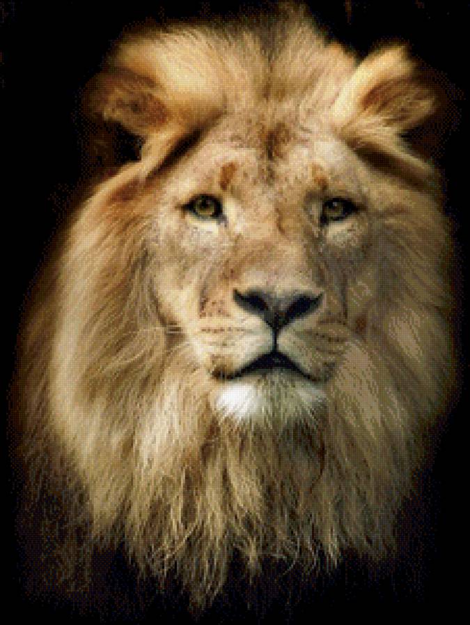 Лева портрет - хищник, лев, животные, большие кошки - предпросмотр