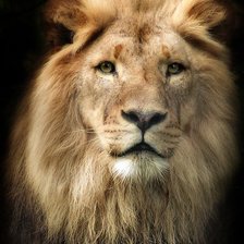 Схема вышивки «Лева портрет»