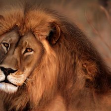 Схема вышивки «Царь зверей»