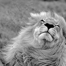 Схема вышивки «На ветру - лев»