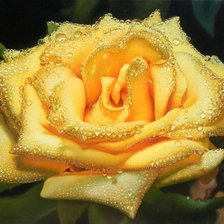 Схема вышивки «Из цикла Розы...»