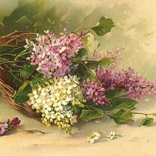 Схема вышивки «Сирень.»