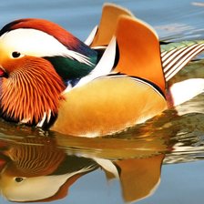 Схема вышивки «Мандаринка»