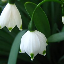 Схема вышивки «40»