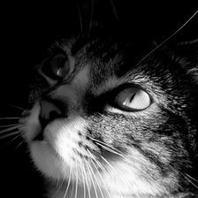 Схема вышивки «котик»