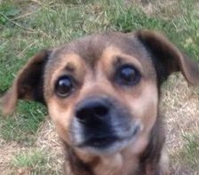 Схема вышивки «Тобиас Маркус»