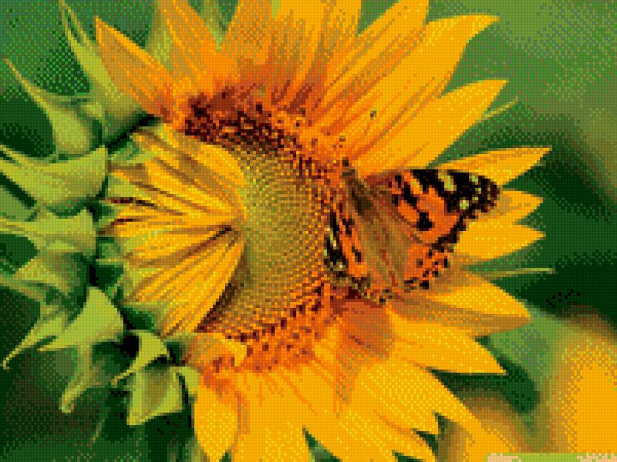 Sunflower with a Butterfly - flower, butterfly - предпросмотр