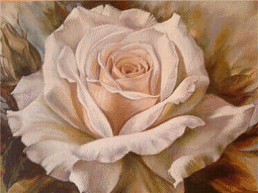 белая роза - цветы - предпросмотр