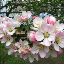 Схема вышивки «№616721»