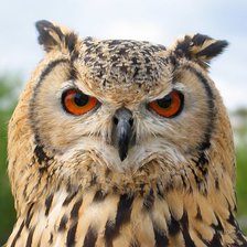 Схема вышивки «Сова»