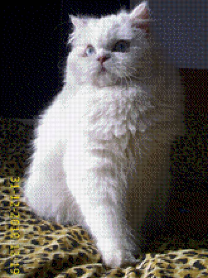 Моето коте - еда, коте - предпросмотр